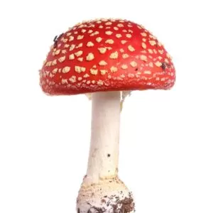 Мухоморы